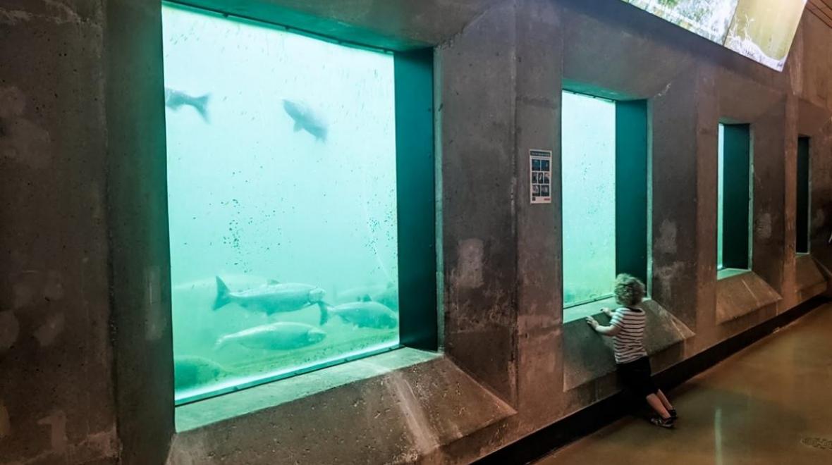 Salmon Viewing at the Ballard Locks Seattle Area Family Fun Calendar